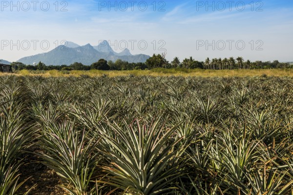 Pineapple plantation south of Hua Hin, Prachuap Khiri Khan, Central Thailand, Thailand