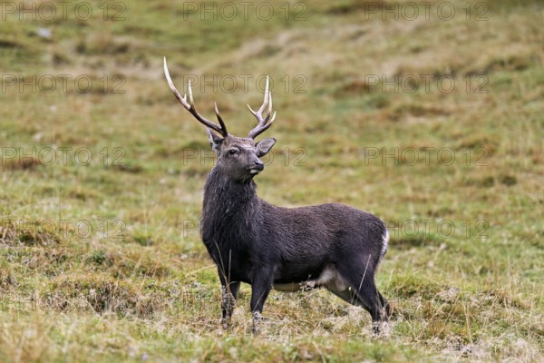 Sika deer (Cervus nippon) standing in meadow, Parc de Merlet, Chamonix-Mont-Blanc, Haute-Savoie, France