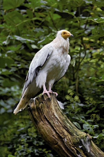 Dirty vulture (Neophron percnopterus) sitting on tree stump, captive, Switzerland