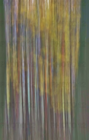 Forest in November, abstracted, blurring, autumn, Germany