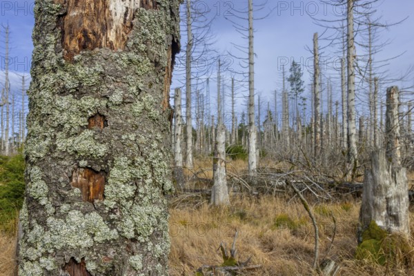Dead spruce trees in forest in the Harz Mountains in autumn, damage caused by bark beetle infestation, Harz National Park, Saxony-Anhalt, Germany