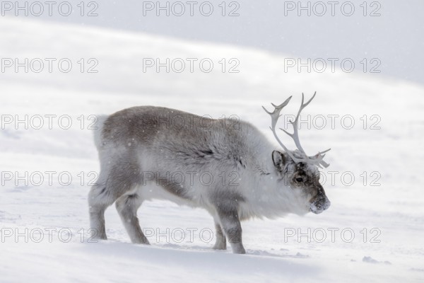 Svalbard reindeer (Rangifer tarandus platyrhynchus) adult in thick winter coat foraging on snow covered tundra in spring on Spitsbergen, Norway
