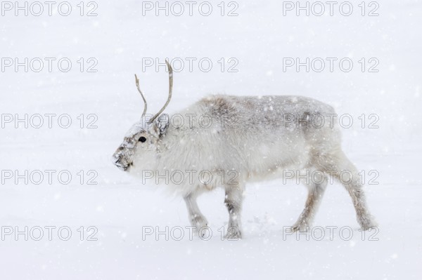 Svalbard reindeer (Rangifer tarandus platyrhynchus) adult in thick winter coat during snowfall on snow covered tundra in spring on Spitsbergen, Norway