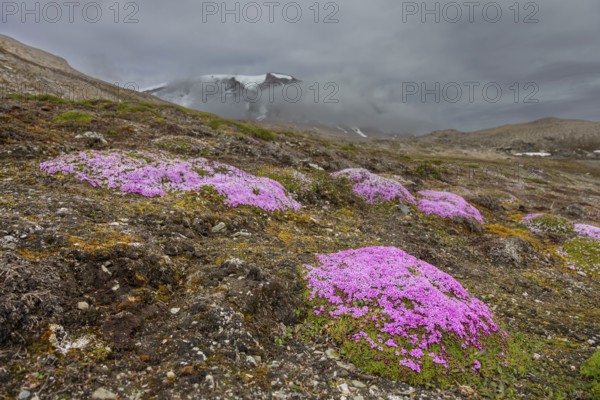 Moss campion, cushion pink (Silene acaulis) in flower in summer on the arctic tundra, Svalbard, Spitsbergen, Norway