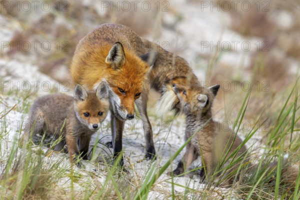 Red fox (Vulpes vulpes) female, vixen with playing kits, cubs near den in the dunes in spring