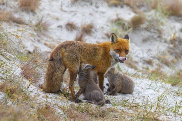 Red fox (Vulpes vulpes) female, vixen suckling her kits, cubs near den in the dunes in spring