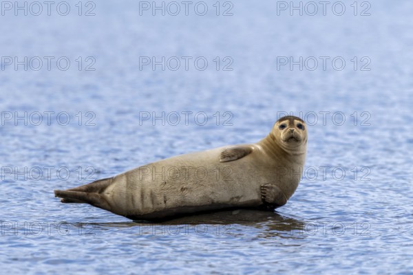 Common seal, harbour seal (Phoca vitulina) resting on rock in the Arctic Ocean along the coast of Svalbard, Spitsbergen in summer, Norway