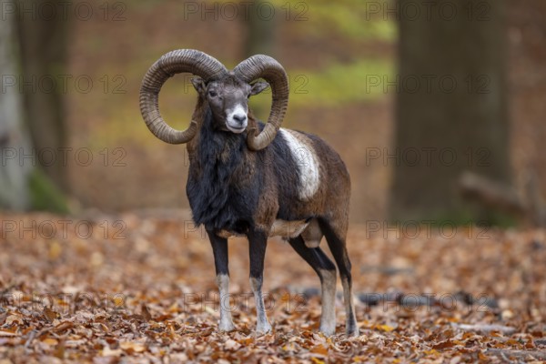 European mouflon (Ovis aries musimon, Ovis gmelini musimon) ram, male with big horns in forest during the rut in autumn, fall