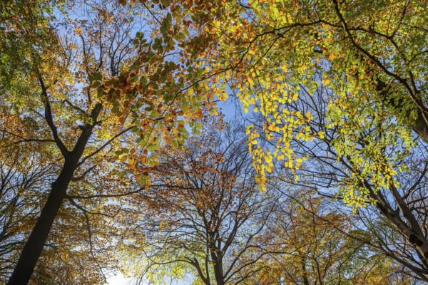 European beeches, common beech trees (Fagus sylvatica) with foliage in yellow and brown autumn colours, fall colors in broadleaved forest