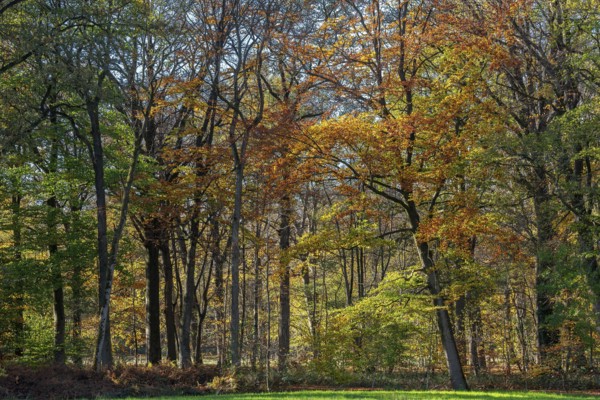 European beeches, common beech trees (Fagus sylvatica) with foliage in yellow, brown and green autumn colours, fall colors in broadleaved forest