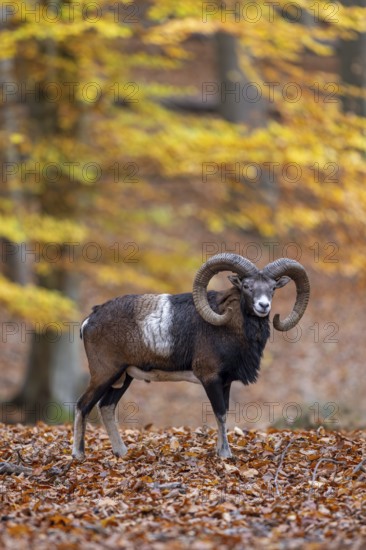European mouflon (Ovis aries musimon, Ovis gmelini musimon) ram, male with big horns in forest during the rut in autumn, fall