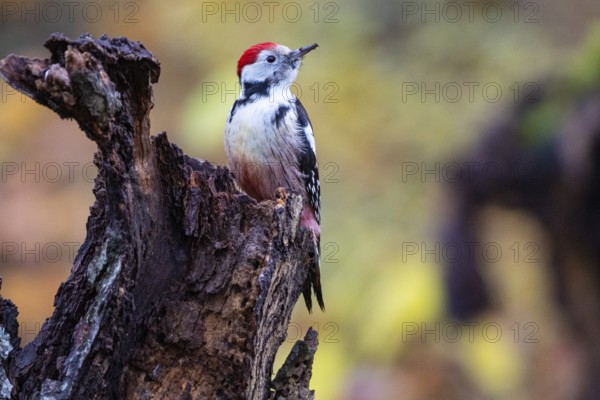 Middle woodpecker (Dendrocopus medius) Germany