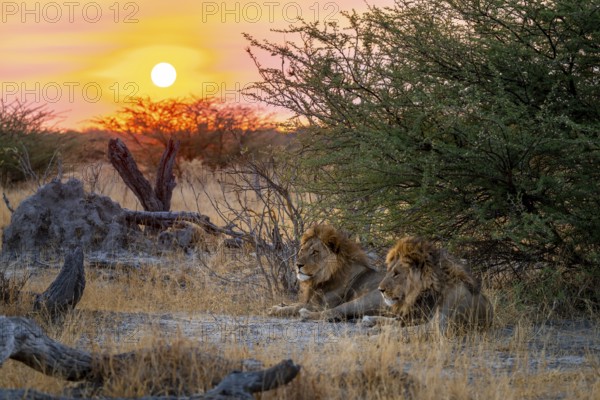 Sunset, two maned lions, siblings lying in the grass, lion (Panthera Leo), savuti, Chobe National Park, Botswana