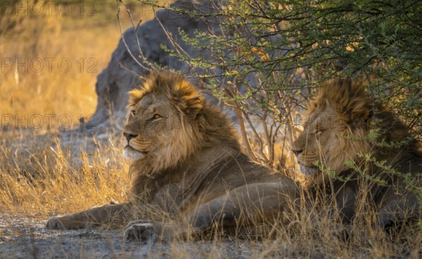 Two maned lions, siblings lying in the grass, lion (Panthera Leo), savuti, Chobe National Park National Park, Botswana