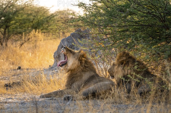 Two maned lions, lion yawns, siblings lying in grass, lion (Panthera Leo), savuti, Chobe National Park National Park, Botswana