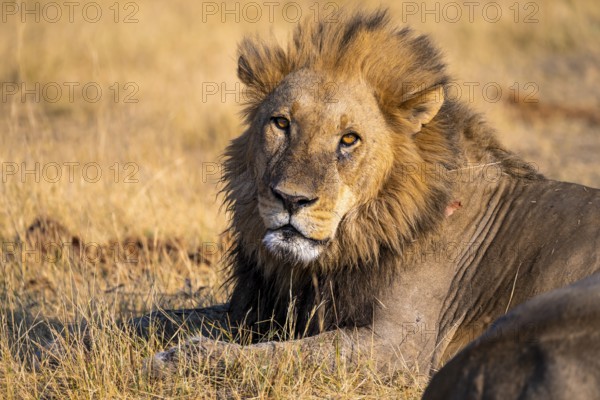 Maned lion (Panthera Leo) lying in grass, savanna, Savuti, Chobe National Park National Park, Botswana