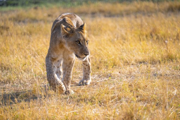 Cub, lion (Panthera Leo) in grass, savuti, Chobe National Park, Botswana
