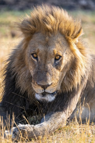 Animal portrait, maned lion (Panthera Leo) lying in grass, savanna, Savuti, Chobe National Park National Park, Botswana