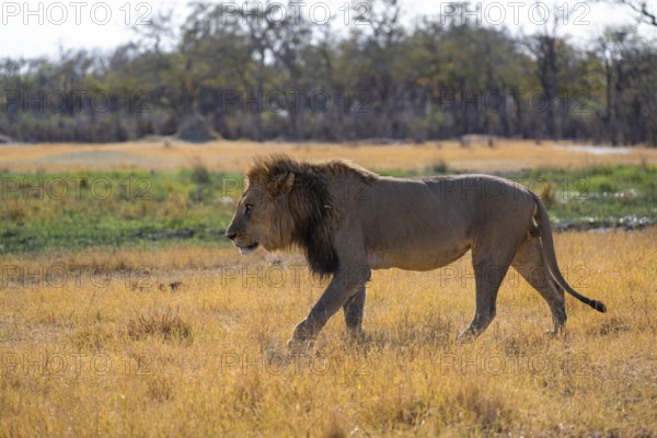 Maned lion (Panthera Leo) walking in grass, savanna, Savuti, Chobe National Park National Park, Botswana
