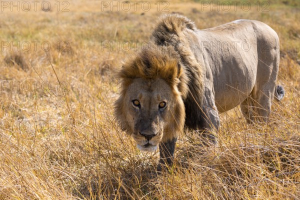 Maned lion (Panthera Leo) lurking in grass, savanna, Savuti, Chobe National Park, Botswana