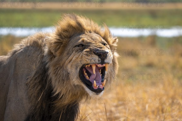 Maned lion, lion (Panthera Leo) hisses, savuti, Chobe National Park National Park, Botswana