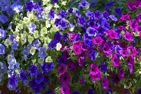 Garden petunia, hanging petunia (Petunia atkinsiana)