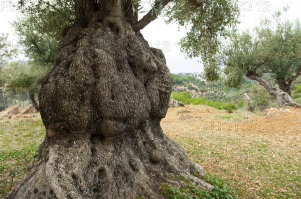 Olive tree (Olea europaea)