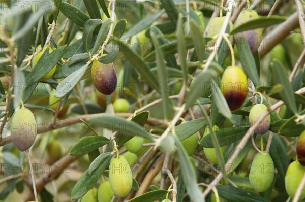 Olive tree (Olea europaea), ripe olives