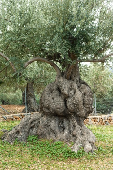 Olive tree (Olea europaea)