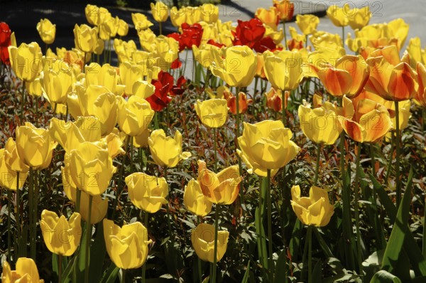 Garden tulips (Tulipa gesneriana), tulip bed