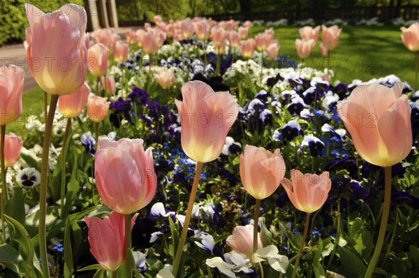 Garden tulips (Tulipa gesneriana), tulip bed, pansies in between, garden pansies (Viola wittrockiana)