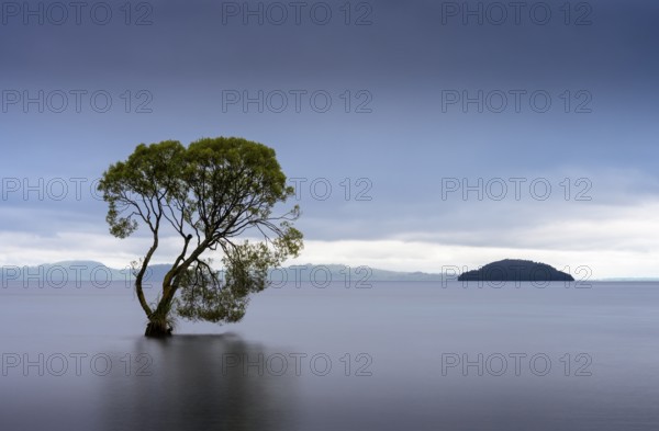 A single tree in Lake Taupo. Waikato, North Island, New Zealand