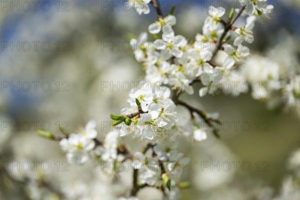 Blackthorn (Prunus spinosa) Blossoms flowering in spring, Bavaria, Germany, Europe, Helena, Neumarkt in der Oberpfalz, Bayern, Deutschland