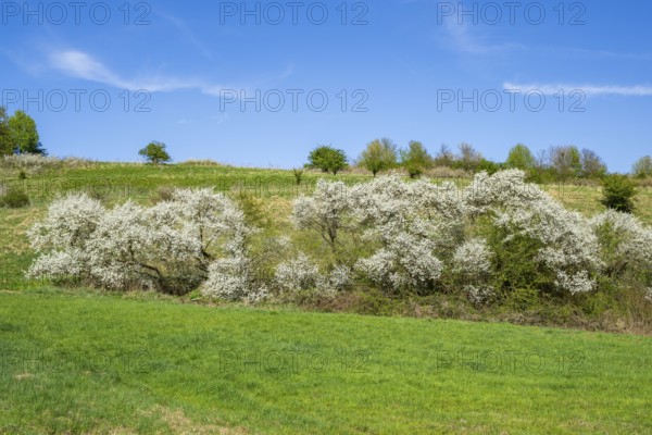 Blackthorn (Prunus spinosa) bushes flowering on a meadow in spring on a sunny day, Bavaria, Germany, Europe, Helena, Neumarkt in der Oberpfalz, Bayern, Deutschland