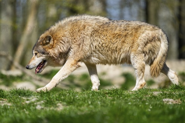 Eastern wolf (Canis lupus lycaon) walking on a meadow, Bavaria, Germany