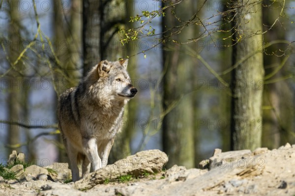 Eastern wolf (Canis lupus lycaon) standing on a little hill, Bavaria, Germany