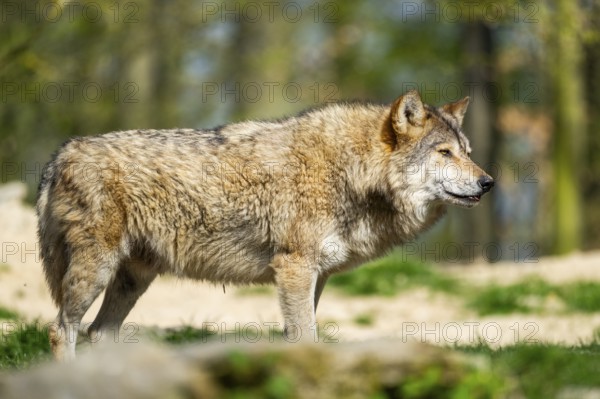 Eastern wolf (Canis lupus lycaon) standing on a meadow, Bavaria, Germany
