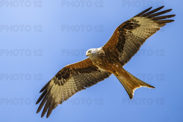 Red kite (Milvus milvus) flying in the sky, Bavaria, Germany