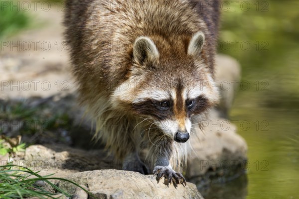 Common raccoon (Procyon lotor) on the watershore, Bavaria, Germany
