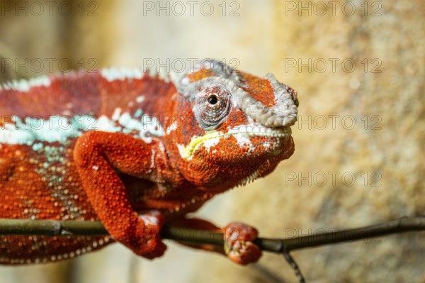 Panther chameleon (Furcifer pardalis) on a branch, Bavaria, Germany