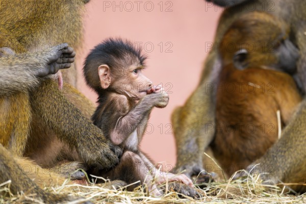 Guinea baboon (Papio papio) new born youngster at its mother, captive, Bavaria, Germany