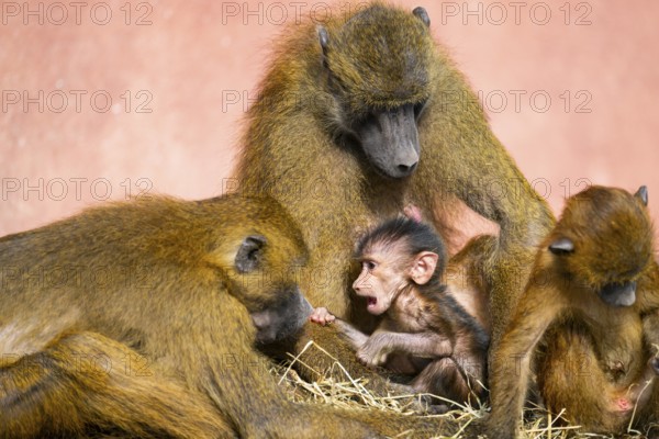 Guinea baboon (Papio papio) family with a new born youngster, captive, Bavaria, Germany