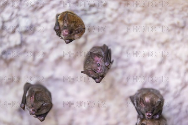 Lesser mouse-eared myotis (Myotis blythii) bats hanging on a wall, Bavaria, Germany