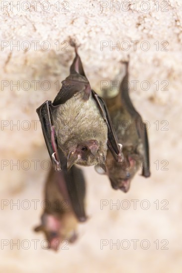 Lesser mouse-eared myotis (Myotis blythii) bats hanging on a wall, Bavaria, Germany