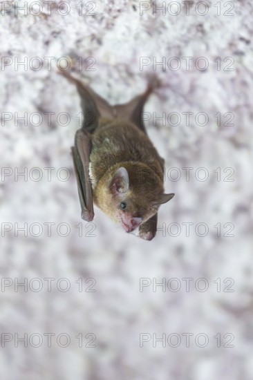 Lesser mouse-eared myotis (Myotis blythii) bat hanging on a wall, Bavaria, Germany