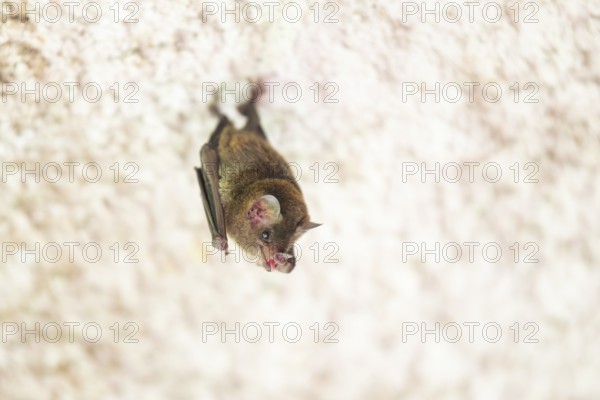 Lesser mouse-eared myotis (Myotis blythii) bat hanging on a wall, Bavaria, Germany