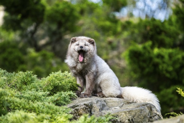 Arctic fox (Vulpes lagopus) sitting on a rock, Bavaria, Germany