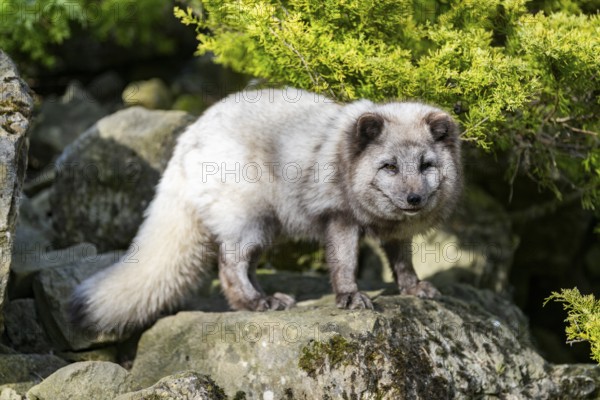 Arctic fox (Vulpes lagopus) standing on a rock, Bavaria, Germany