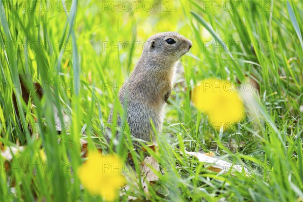 European ground squirrel (Spermophilus citellus) on a meadow, Bavaria, Germany