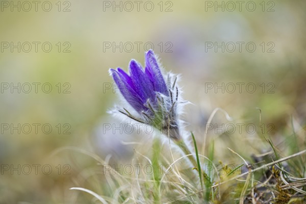 Pasque flower (Pulsatilla vulgaris), blooming, sunset, Bavaria, Germany